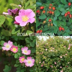 Grūdėtasis erškėtis (rožė) - Rosa rubiginosa
