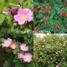 Rosa rubiginosa