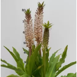 Ananasinė lelija - Eucomis autumnalis