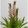 Eucomis autumnalis