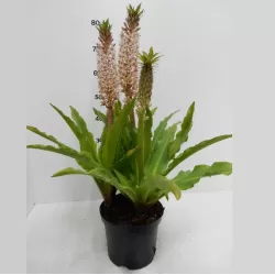 Eucomis autumnalis