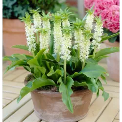 Ananasinė lelija - Eucomis autumnalis