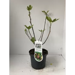 Skiautėtalapis fikusas (figmedis) - Ficus carica 'Brown Turkey' P11/C1 SBC