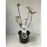 Skiautėtalapis fikusas (figmedis) - Ficus carica 'Brown Turkey' P11/C1 SBC