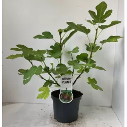 Skiautėtalapis fikusas (figmedis) - Ficus carica 'Brown Turkey' P11/C1 SBC