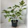 Skiautėtalapis fikusas (figmedis) - Ficus carica 'Brown Turkey' P11/C1 SBC