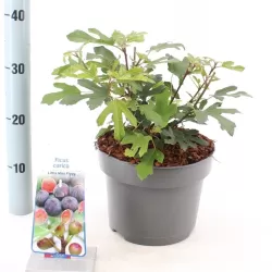 Skiautėtalapis fikusas (figmedis) - Ficus carica 'Brown Turkey' P11/C1 SBC