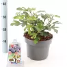 Figmedis - Ficus carica LITTLE MISS FIGGY