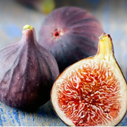 Figmedis - Ficus carica LITTLE MISS FIGGY