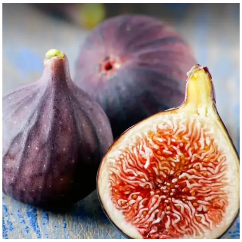 Skiautėtalapis fikusas (figmedis) - Ficus carica 'Brown Turkey' P11/C1 SBC