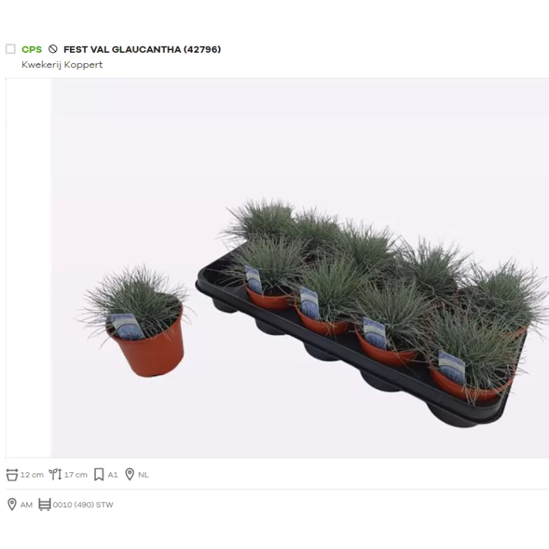 Stepinis eraičinas - Festuca valesiaca Glaucantha P12 x10