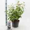 Šviesioji hortenzija - Hydrangea arborescens Candybelle® BUBBLEGUM