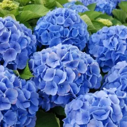 Darželinė hortenzija - Hydrangea macrophylla BODENSEE