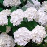 Darželinė hortenzija - Hydrangea macrophylla MADAME E. MOUILLERE