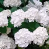 Hydrangea macrophylla MADAME E. MOUILLERE