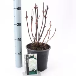 Darželinė hortenzija - Hydrangea macrophylla MADAME E. MOUILLERE