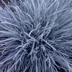 Stepinis eraičinas - Festuca valesiaca Glaucantha P12 x10