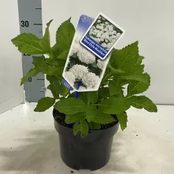 Darželinė hortenzija - Hydrangea macrophylla MADAME E. MOUILLERE