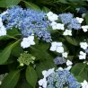 Krūminė hortenzija - Hydrangea serrata BLUEBIRD ®
