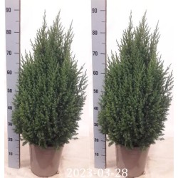 Kininis kadagys - Juniperus chinensis STRICTA