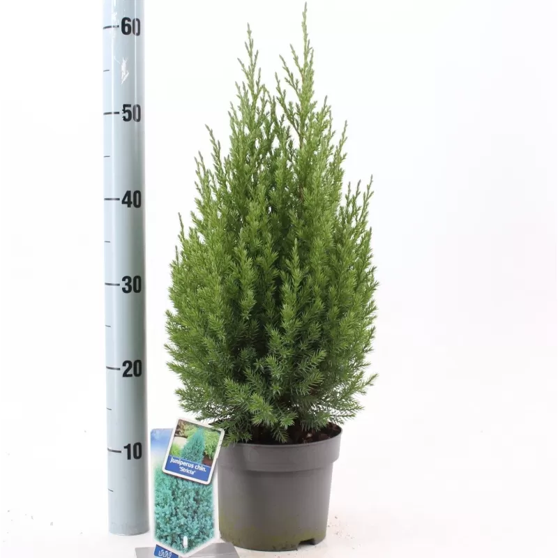 Kininis kadagys-Juniperus chinensis