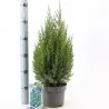 Kininis kadagys-Juniperus chinensis