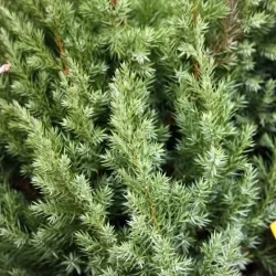 Kininis kadagys-Juniperus chinensis