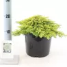 Paprastasis kadagys - Juniperus communis LEMON CARPET