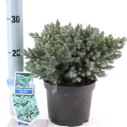 Žvynuotasis kadagys (formuotas) - Juniperus squamata Blue Star