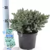 Žvynuotasis kadagys (formuotas) - Juniperus squamata Blue Star