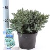 Žvynuotasis kadagys - Juniperus squamata BLUE STAR