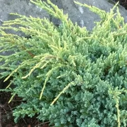 Žvynuotasis kadagys Holger - Juniperus squamata HOLGER