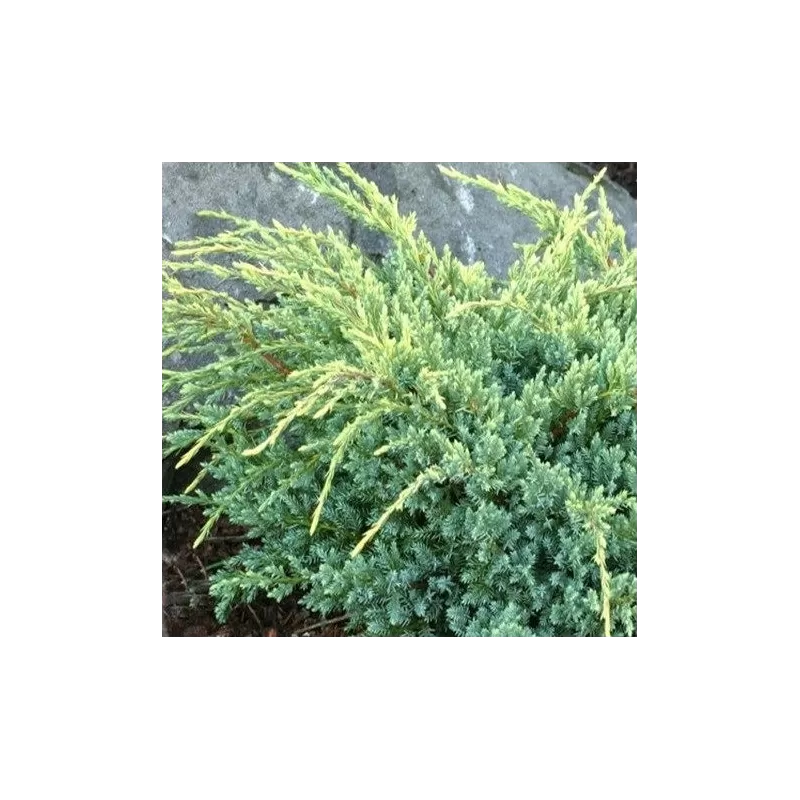 Garden plants/Trees/Flowers/ web-shop