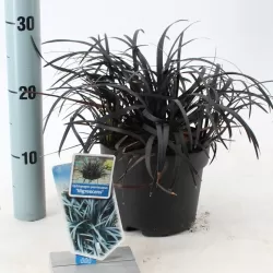 Gyvatbarzdė - Ophiopogon planiscapus NIGER
