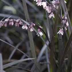 Gyvatbarzdė - Ophiopogon plan. Niger
