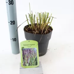 Hoogeveen augintojo vijokliniai ir kiti augalai internetu