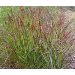 Hoogeveen augintojo vijokliniai ir kiti augalai internetu