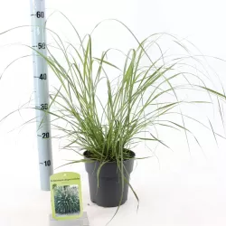 Kininė soruolė - Pennisetum alopecuroides HAMELN