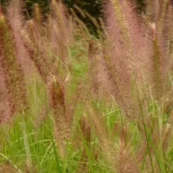 Kininė soruolė - Pennisetum alopecuroides HAMELN