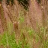 Kininė soruolė - Pennisetum alopecuroides HAMELN
