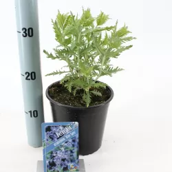 Mėlėsas - Perovskia atriplicifolia BLUE SPIRE