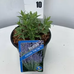 Melėso Blue Fire sodinukas su pristatymu į namus