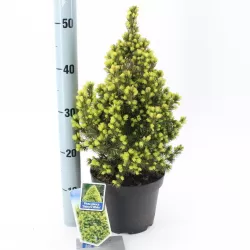 Baltoji eglė - Picea glauca DAISYS WHITE