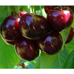 Sour cherry - Prunus cerasus ​TURGENEVKA