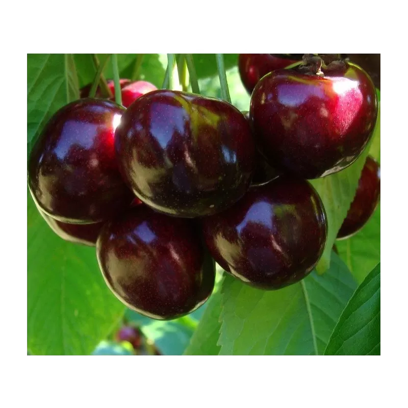 Sour cherry - Prunus cerasus ​TURGENEVKA