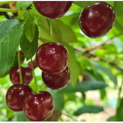 Sour cherry - Prunus cerasus ​VYTENU ZVAIGZE (VYTENAI STAR)