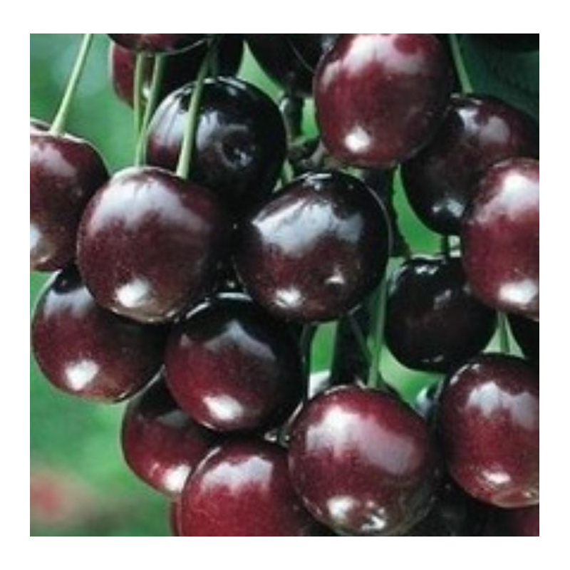 Sour cherry - Prunus cerasus SHOKOLADNICA