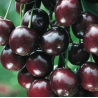 Vyšnia - Prunus cerasus ŠOKOLADNICA