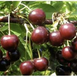 Sour cherry - Prunus cerasus ​TAMARIS