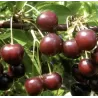 Sour cherry - Prunus cerasus ​TAMARIS
